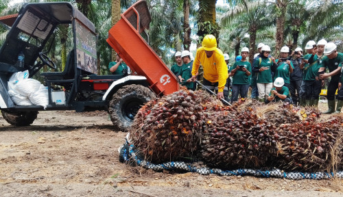Laba Bersih Tumbuh 26,3% di 2025, Palma Serasih Bagi-bagi Dividen Rp113,1 Miliar