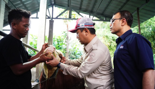SIG Perkuat Ekonomi Lokal lewat Penyaluran Hewan Kurban
